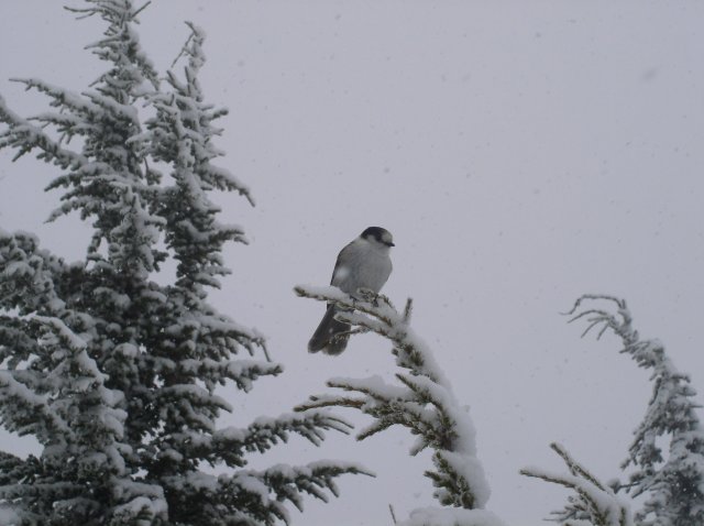 Ghost Ridge-Twin Lakes 031 